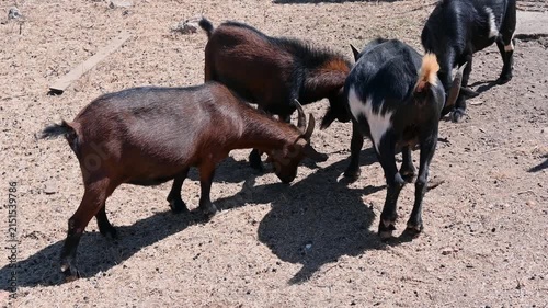 Two domestic goats, one brown and one black, headbutting and locking horns in a dominance display on dry farmland, with other goats visible in the background. Captured in natural daylight 