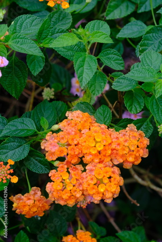 Saliara is a type of flowering plant in the Verbenaceae family that originates from the tropical regions of Central and South America. Lantana camara.