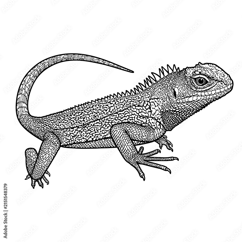 Fototapeta premium Detailed Black and White dragon Lizard Illustration Isolated on White Background