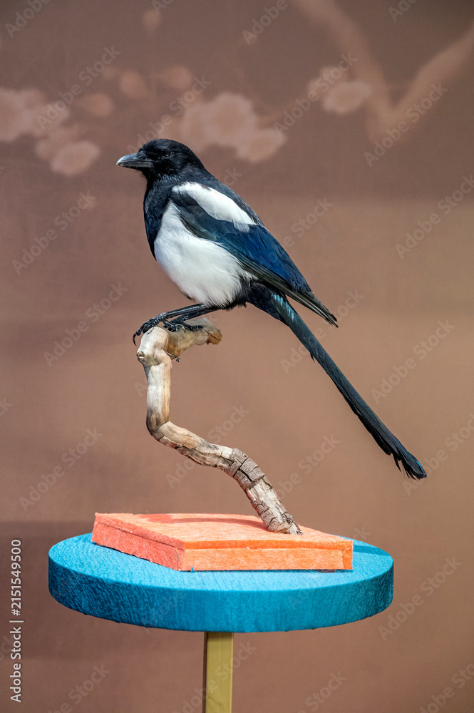 Obraz premium Bird specimen on the branch