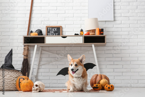Cute Corgi dog in bat wings...