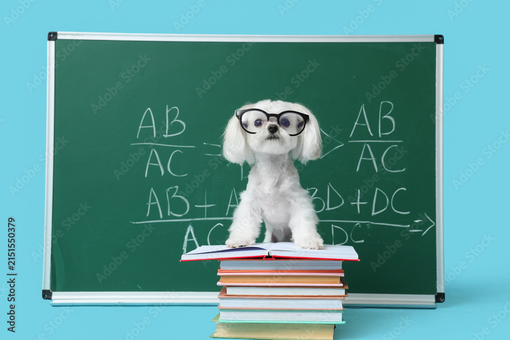 Fototapeta premium Cute Maltese dog in eyeglasses with books and green chalkboard with formulas on blue background