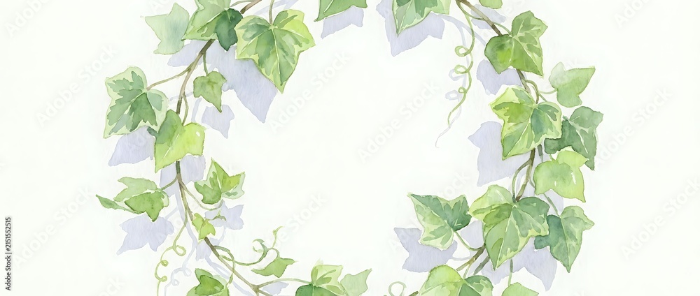 Fototapeta premium Climbing ivy vines with green leaves forming a decorative frame border on white background, suitable for botanical designs and nature-themed layouts.