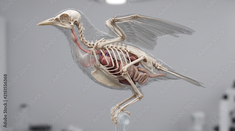 Fototapeta premium Bird Anatomy Model Representing Skeletal Structure and Internal Organs in 3D