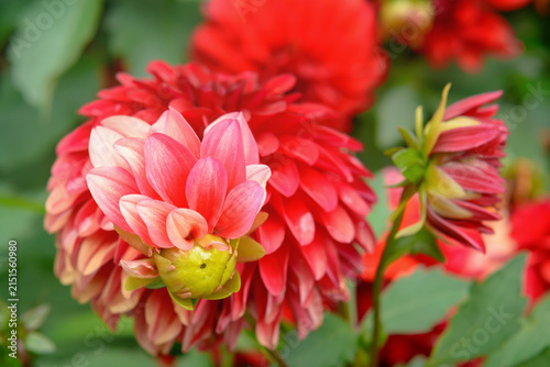 Red dahlia bud with several petals