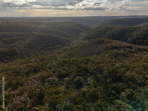 Aerial view of dense forest in late afternoon light fly over eucalyptus trees and valley.