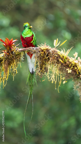 Photography Resplendent quetzal
A vibrant quetzal bird perches on a mossy tree branch