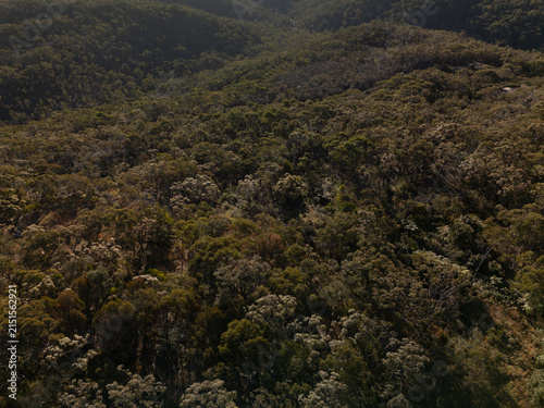Aerial view of dense forest in late afternoon light fly over eucalyptus trees and trails.