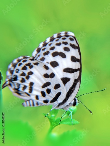 Foto A close up macro photograph of a Common Pierrot butterfly (Castalius rosimon) wi
