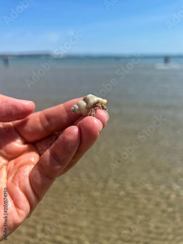 Sting Winkle or oyster drill with hermit crab