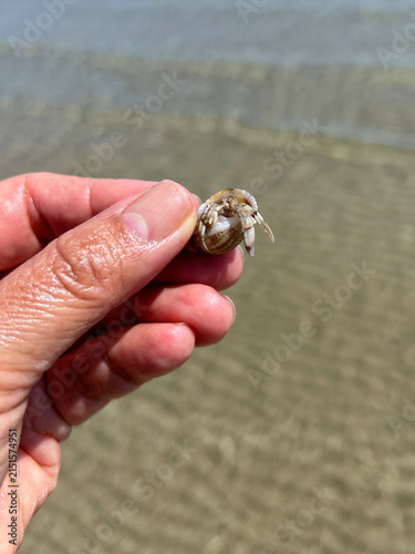 Hermit crab inside Tritia reticulata shell