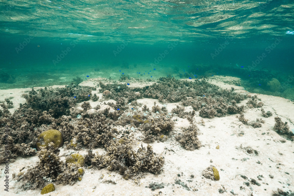 Obraz premium Sunlight shining through clear tropical seawater above a coral reef