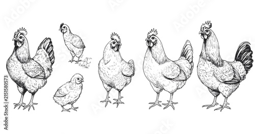 Hand-Drawn Chickens and Chicks Illustration