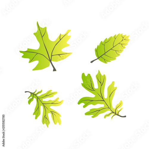 Make a Professional Leaf Vector Stock