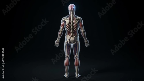 Medical infographic video illustrating ischemic stroke, brain blood clot blockage, and cerebral ischemia mechanism using an animated human skeleton character