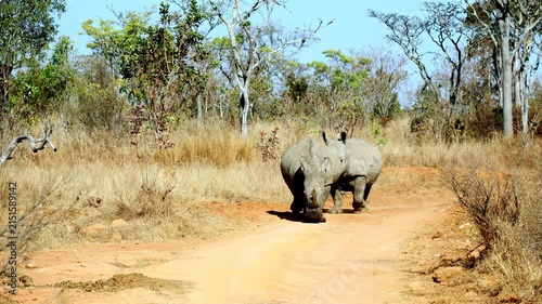 Frontal view of two white rhinos coming down dusty dirt road of reserve, slomo