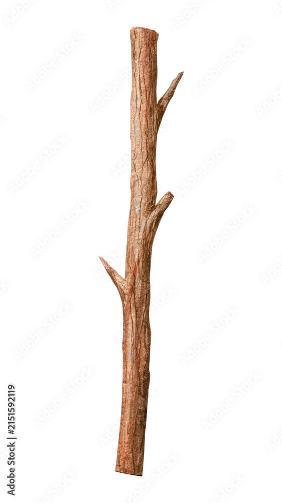 Fototapeta premium Tall tree branch PNG with a transparent background, ideal for designs.