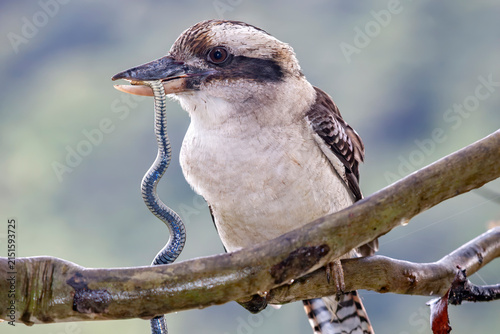 Konstfotografi Australian Laughing Kookaburra feeding on a Swamp Snake