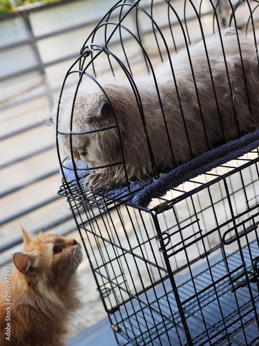 Canvastavla a dry red cat staring at a soaked caged blue point himalayan cat during drying p