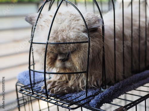 Canvastavla an aggressive adult male long hair blue point himalayan cat dryingafter  taking