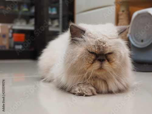 Konstfotografi an adult male blue point himalayan long hair cat resting on a light brown floor