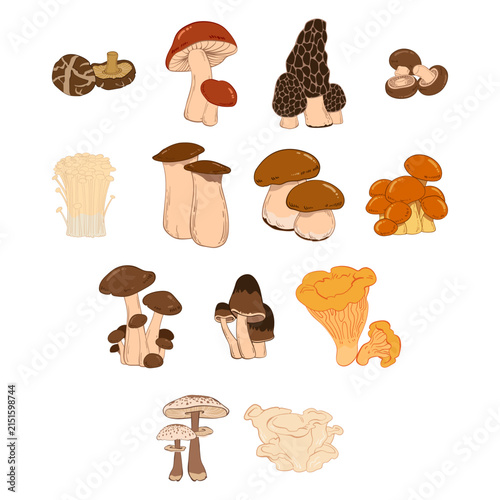 Hand Drawn Edible Mushroom Species Illustration Collection