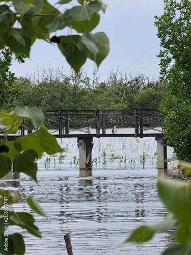Nature Conservation Center and Mangrove Conservation Center the longest in Thailand at Samet district, Chonburi Province.