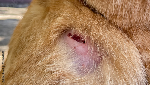 Obraz na płótnie A close-up of a deep open wound on a ginger cat's skin