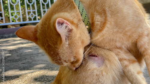 Obraz na płótnie A ginger domestic cat licks a deep, open wound on its hind leg