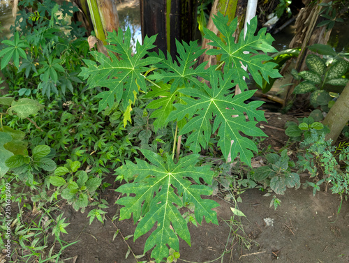 Fotografie Young papaya plant with green palmate leaves growing outdoors.
