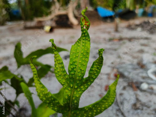 Foto A bright green fern frond displays raised, bumpy spores along its textured lobes