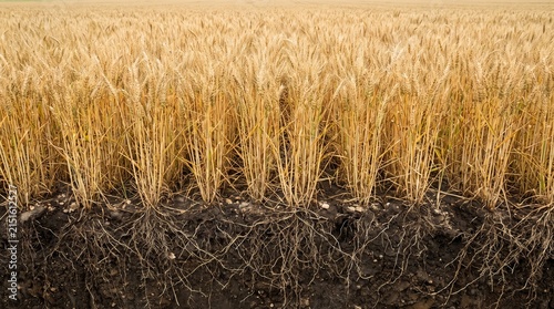 Mature golden wheat field with detailed underground root system in a soil cross-section.
