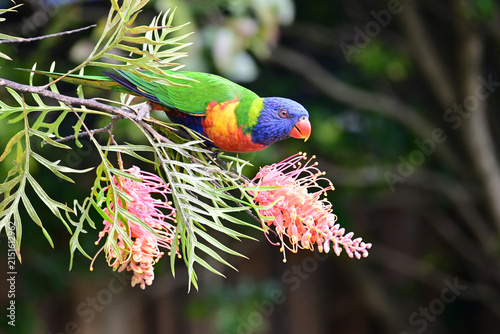 Fotografía Australian rainbow lorikeet in a tree