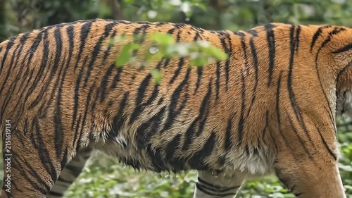 Close up of a majestic tiger walking through the lush green jungle forest