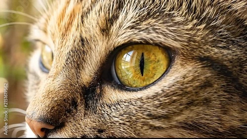 Extreme close-up of a domestic cat eye, macro shot of feline golden iris and pupil.