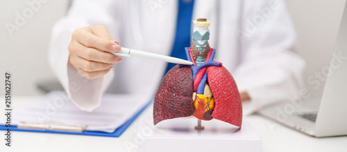 Doctor point heart Cardiovascular and Respiratory anatomy for Disease. Lung Cancer, Asthma, Chronic Obstructive Pulmonary or COPD, Bronchitis, Emphysema, Cystic Fibrosis, Bronchiectasis, Pneumonia