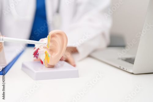 Doctor with human Ear anatomy model. Ear disease, Atresia, Otitis Media, Pertorated Eardrum, Meniere syndrome, otolaryngologist, Ageing Hearing Loss, Schwannoma and Healthcare medical concept