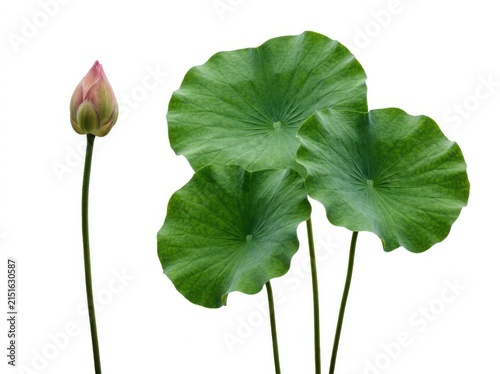 A Single Pink Lotus Bud Standing Beside Three Large Vibrant Green Leaves