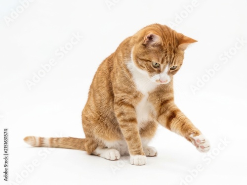 A cute orange tabby cat reaching out with its paw on white