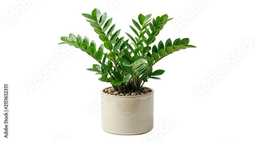 Zamioculcas zamiifolia houseplant in ceramic pot, green ZZ plant with glossy leaves, indoor tropical plant on white background