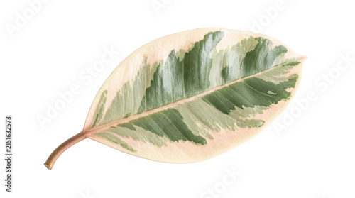 Variegated rubber plant leaf on white background, Ficus elastica tineke foliage, tropical houseplant leaf with cream and green patterns