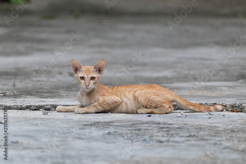 Canvas Print homeless tiny orange tabby kitten rests on damp concrete.