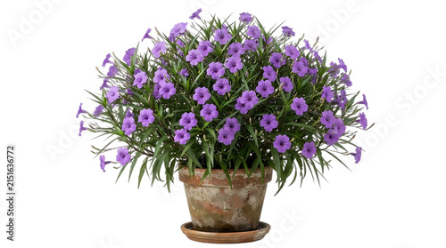 Obraz na płótnie Potted ruellia simplex plant with purple flowers isolated on transparent backgro