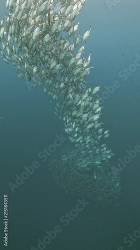 Bigeye trevally (Caranx sexfasciatus) forming a dramatic schooling tornado in open water near Tulamben, Bali. 4K UHD slow-motion underwater footage