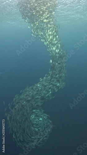 Bigeye trevally (Caranx sexfasciatus) forming a dramatic schooling tornado in open water near Tulamben, Bali. 4K UHD slow-motion underwater footage