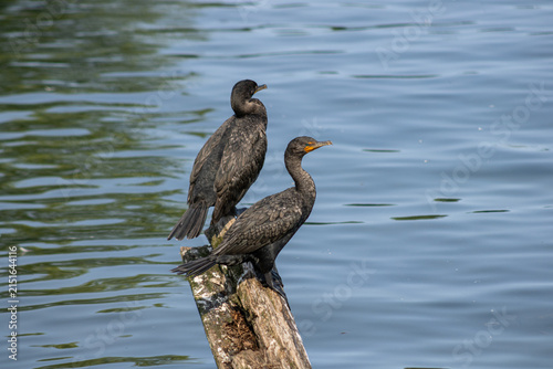 Double-crested Cormorant