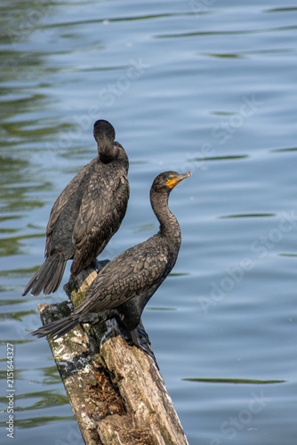 Double-crested Cormorant