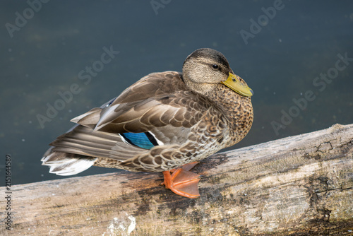 Ducks on the lake