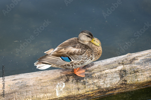 Ducks on the lake
