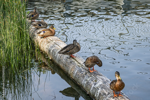 Ducks on the lake